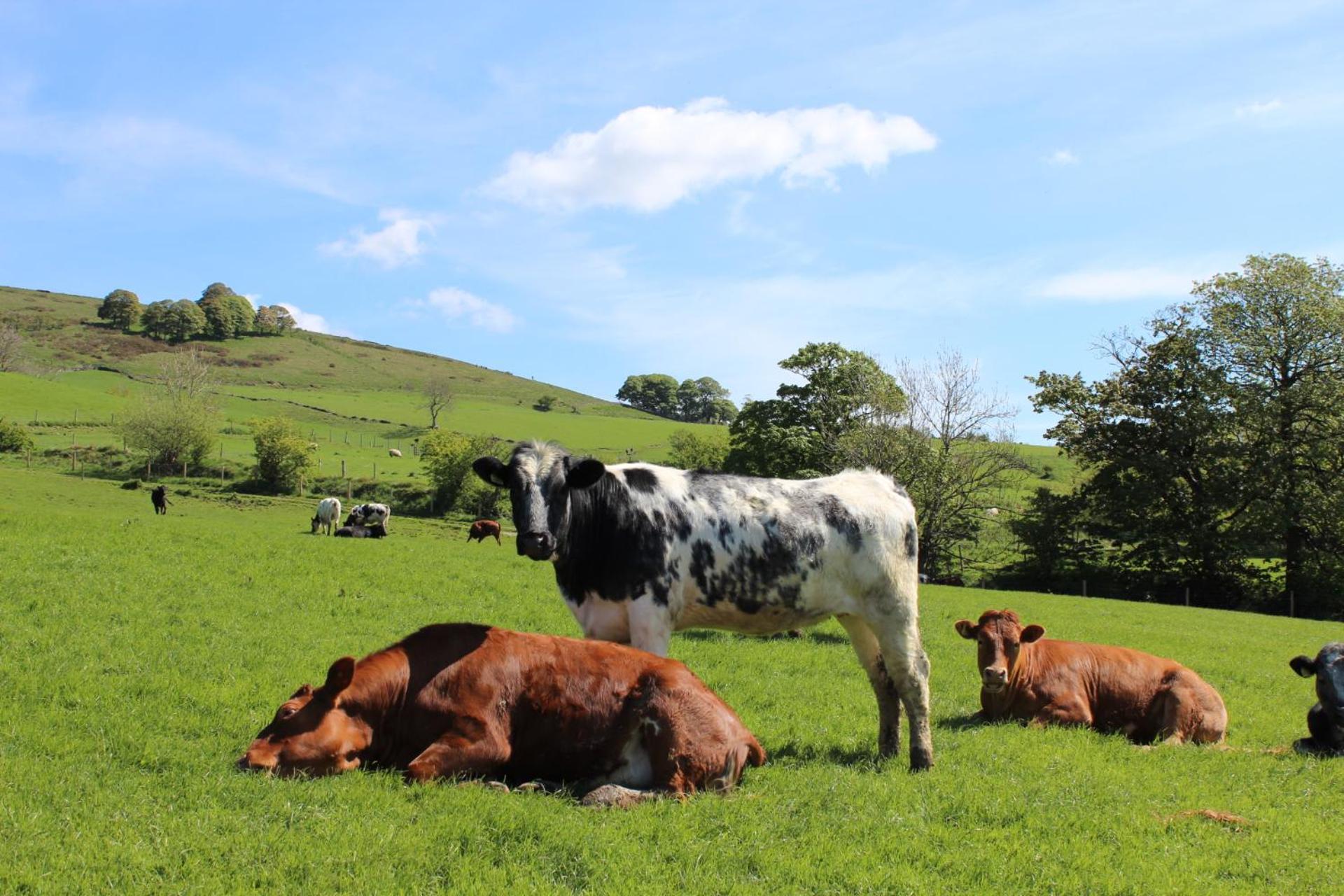 Riding House Farm Cottages Castleton  Extérieur photo